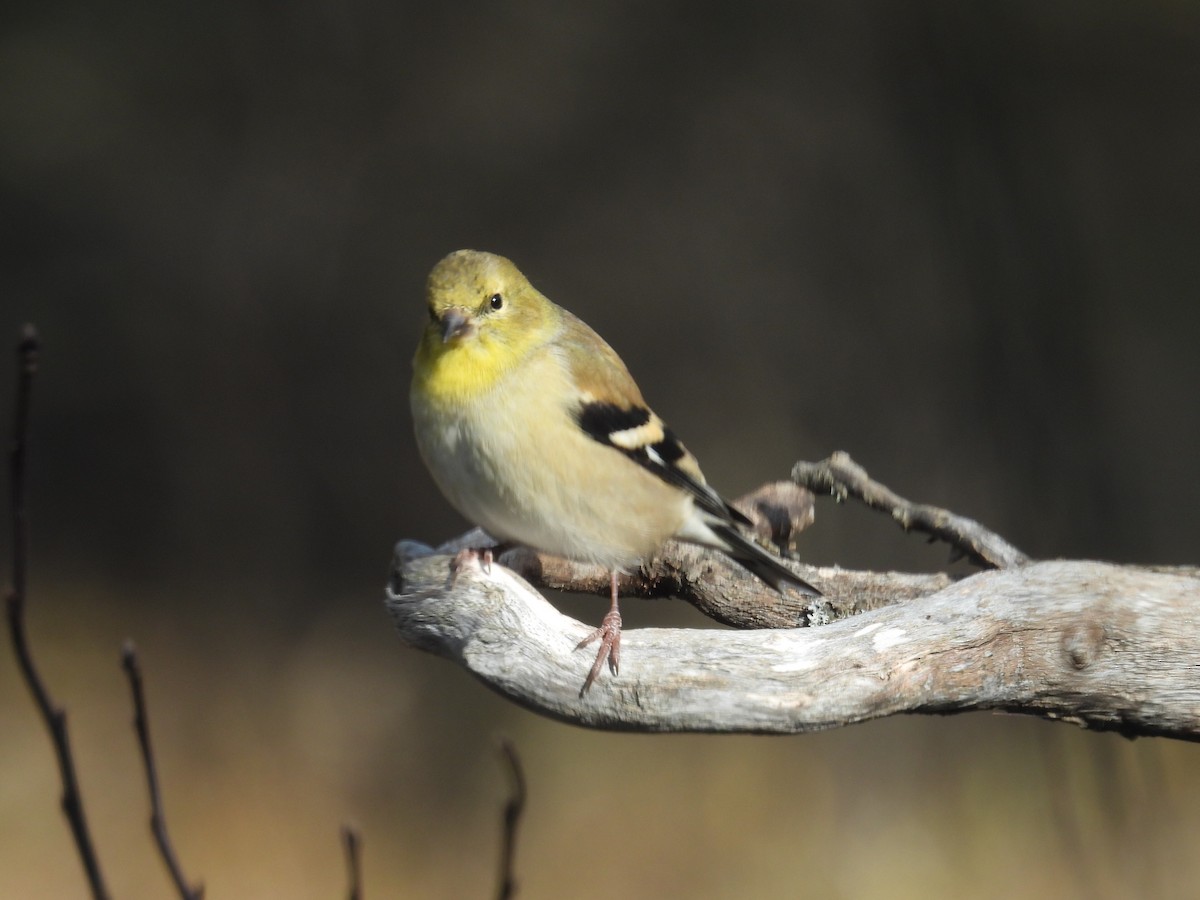 gulstillits - ML645531213