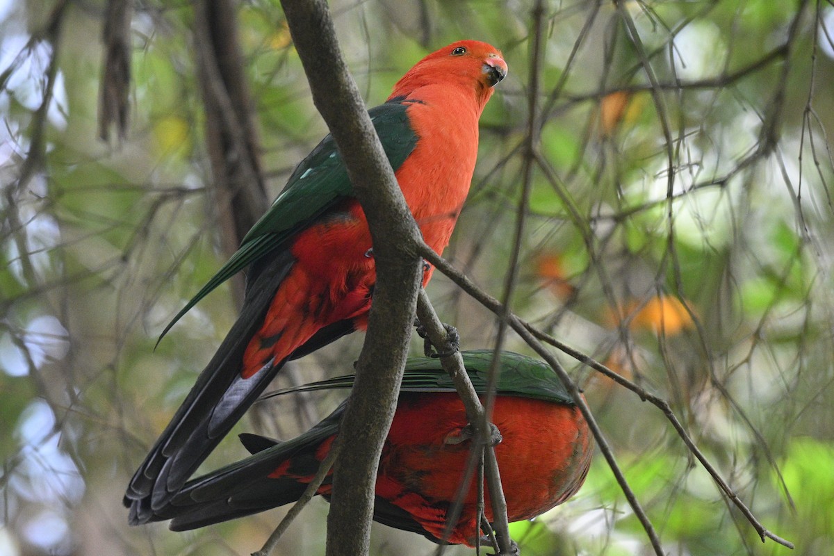 kongeparakitt - ML645531214