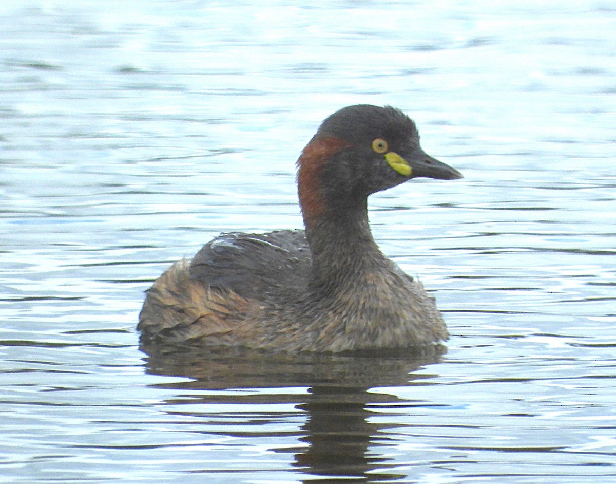 oseaniadykker - ML645531215