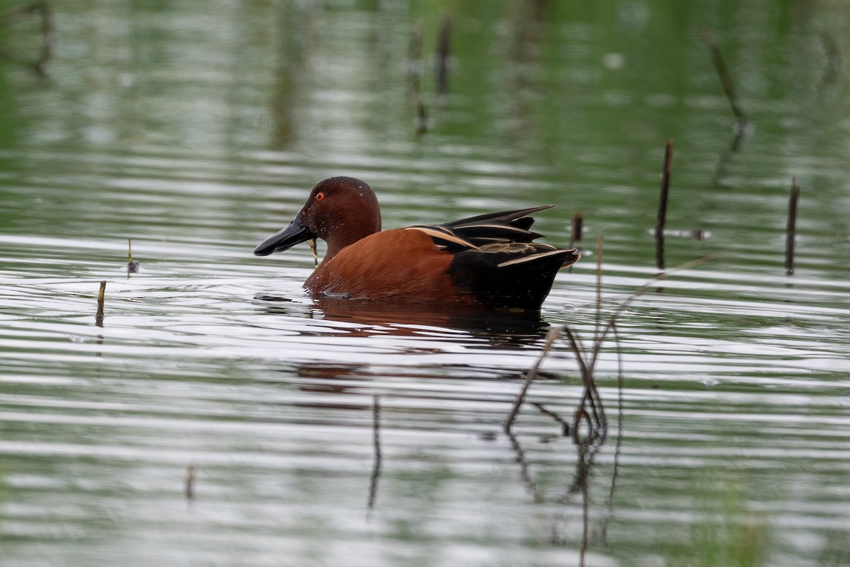 kaneland - ML645531220