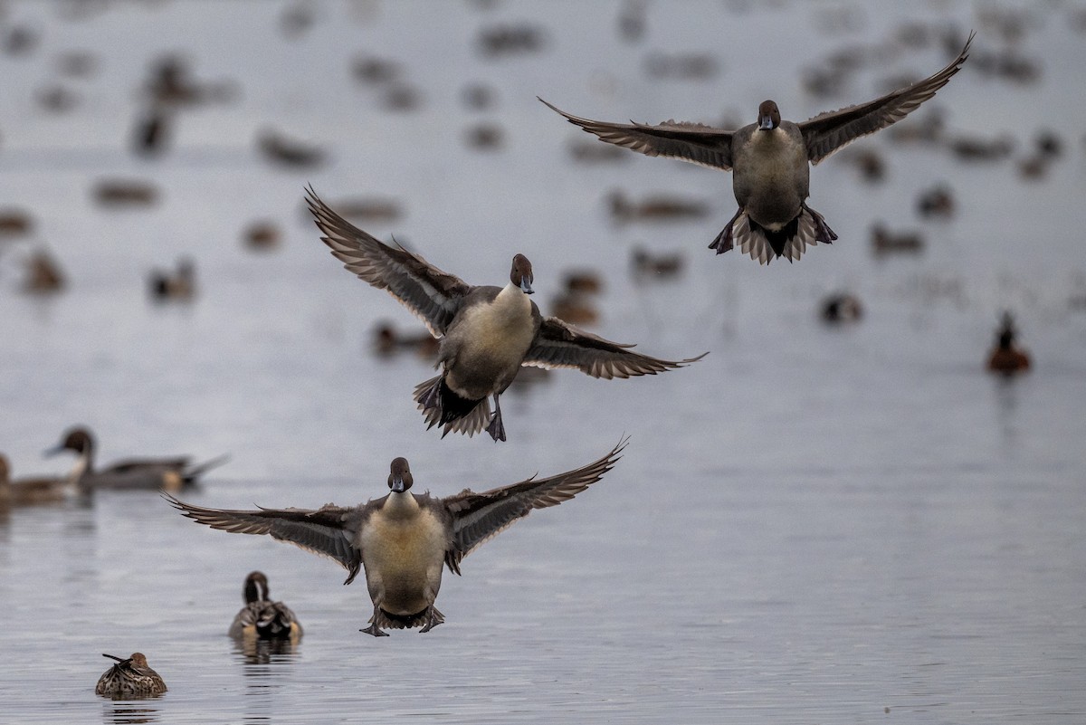 stjertand - ML645531223