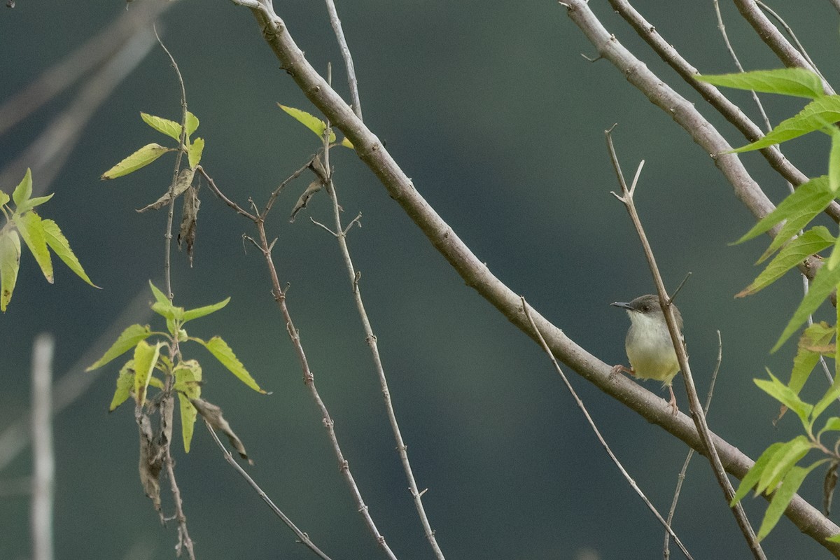 båndvingeprinia - ML645531224