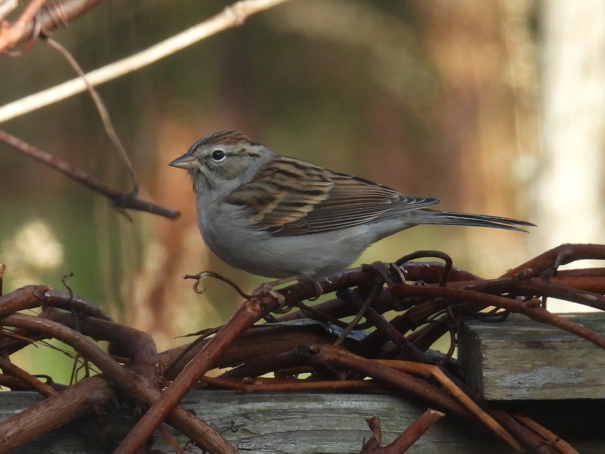 brunissespurv - ML645531225