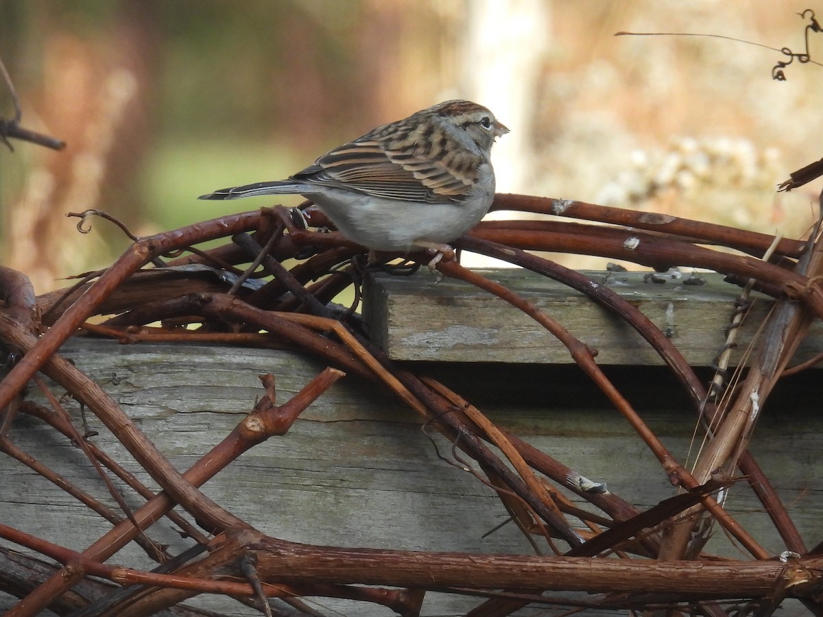 brunissespurv - ML645531226