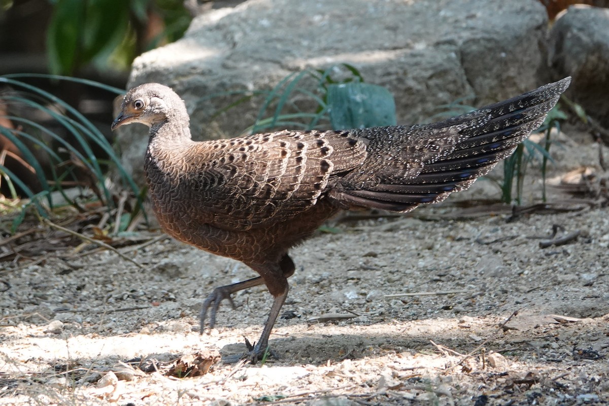 filigransfasan - ML645531227