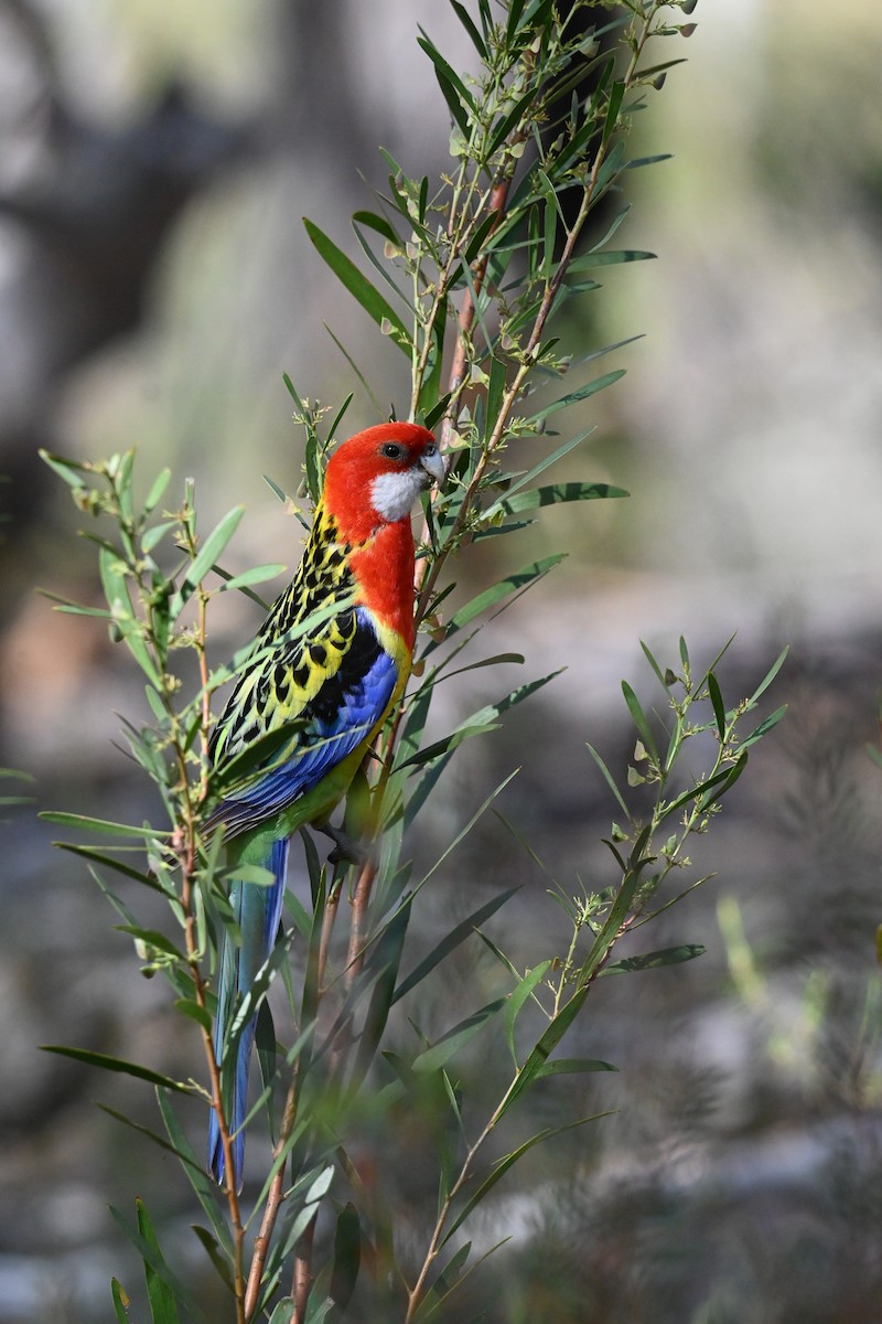 praktrosella - ML645531228