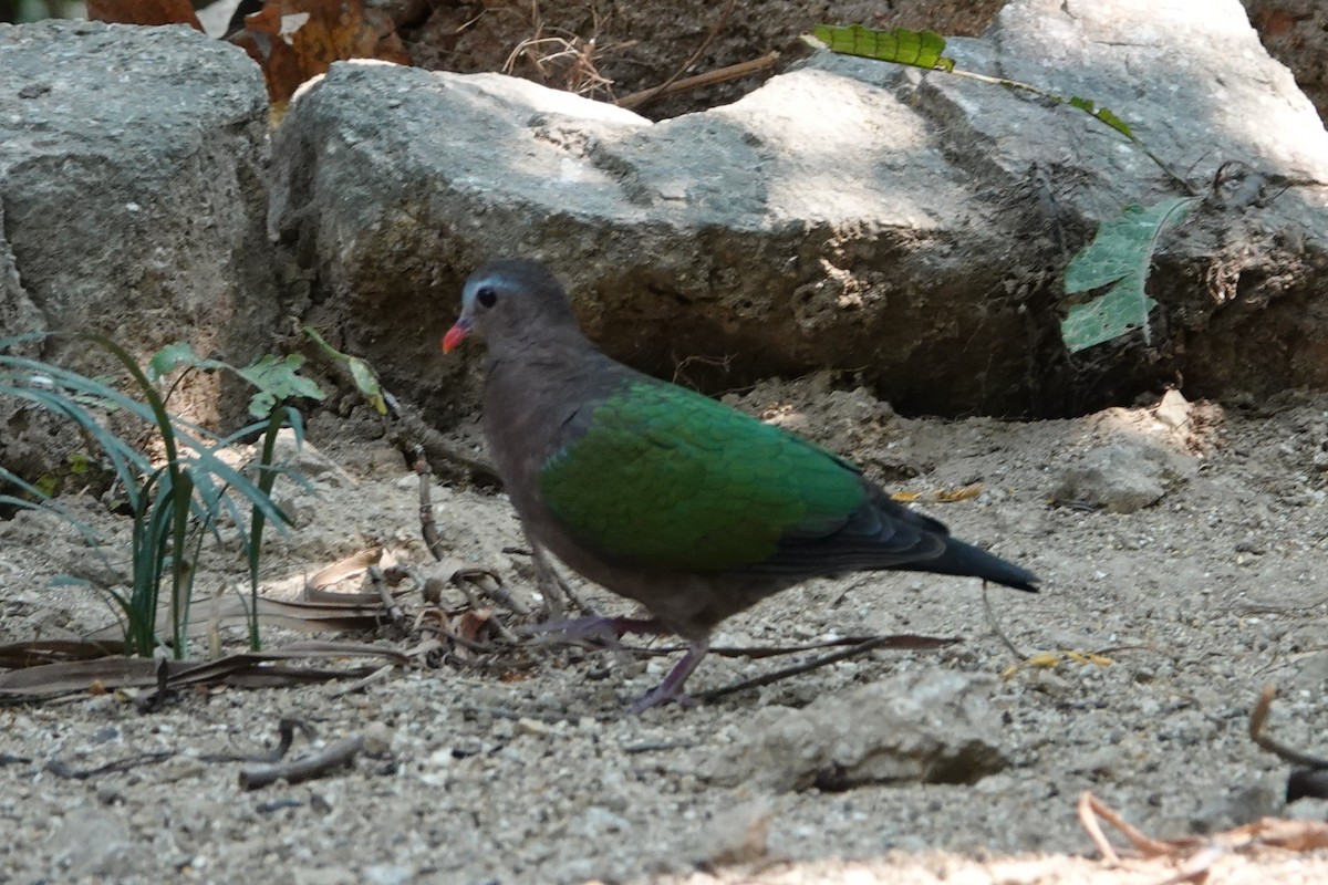 smaragddue - ML645531229