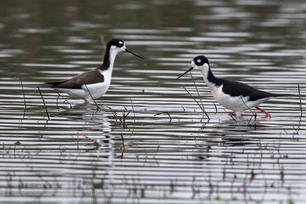 svartkronestylteløper - ML645531230