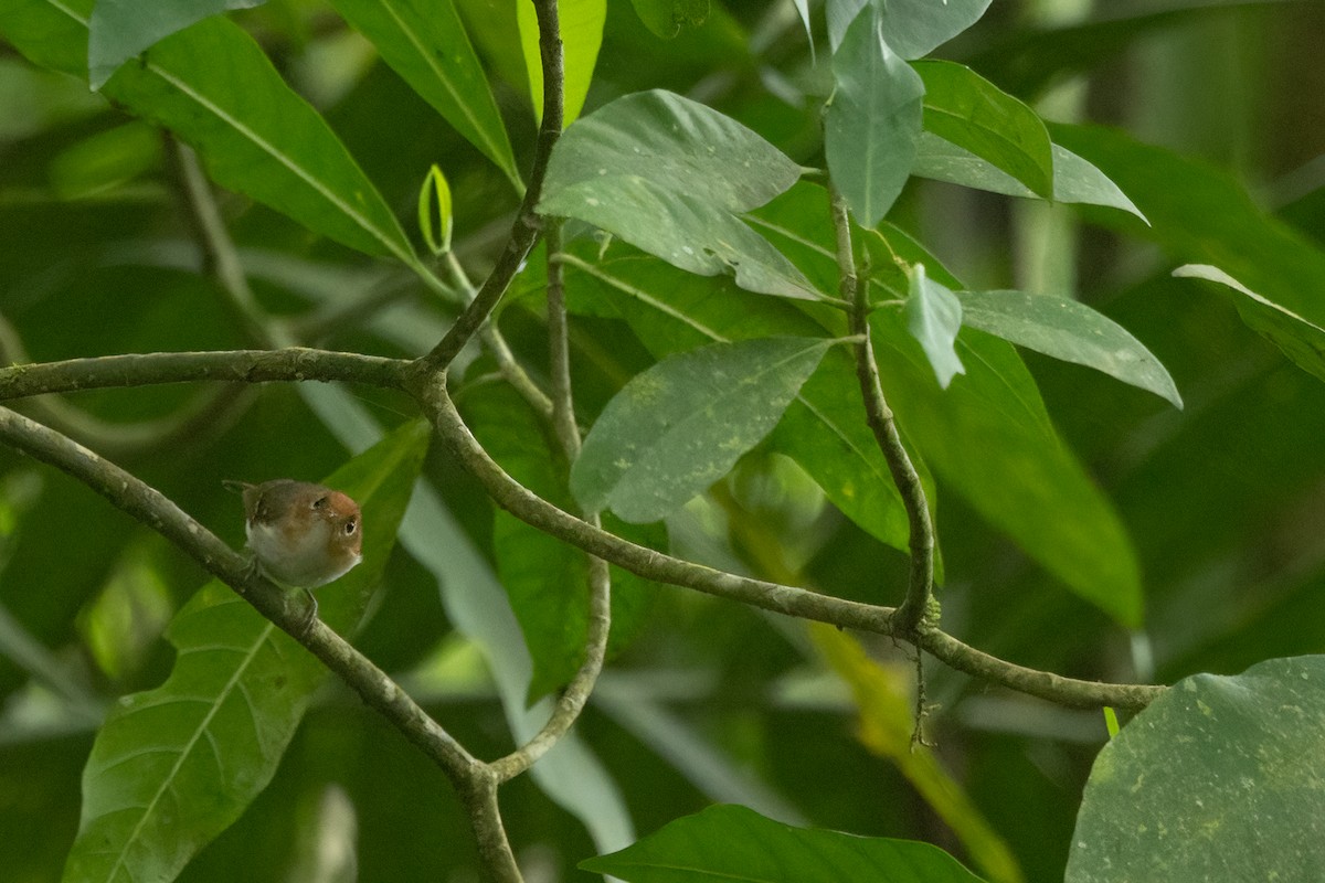 sundasanger - ML645531233