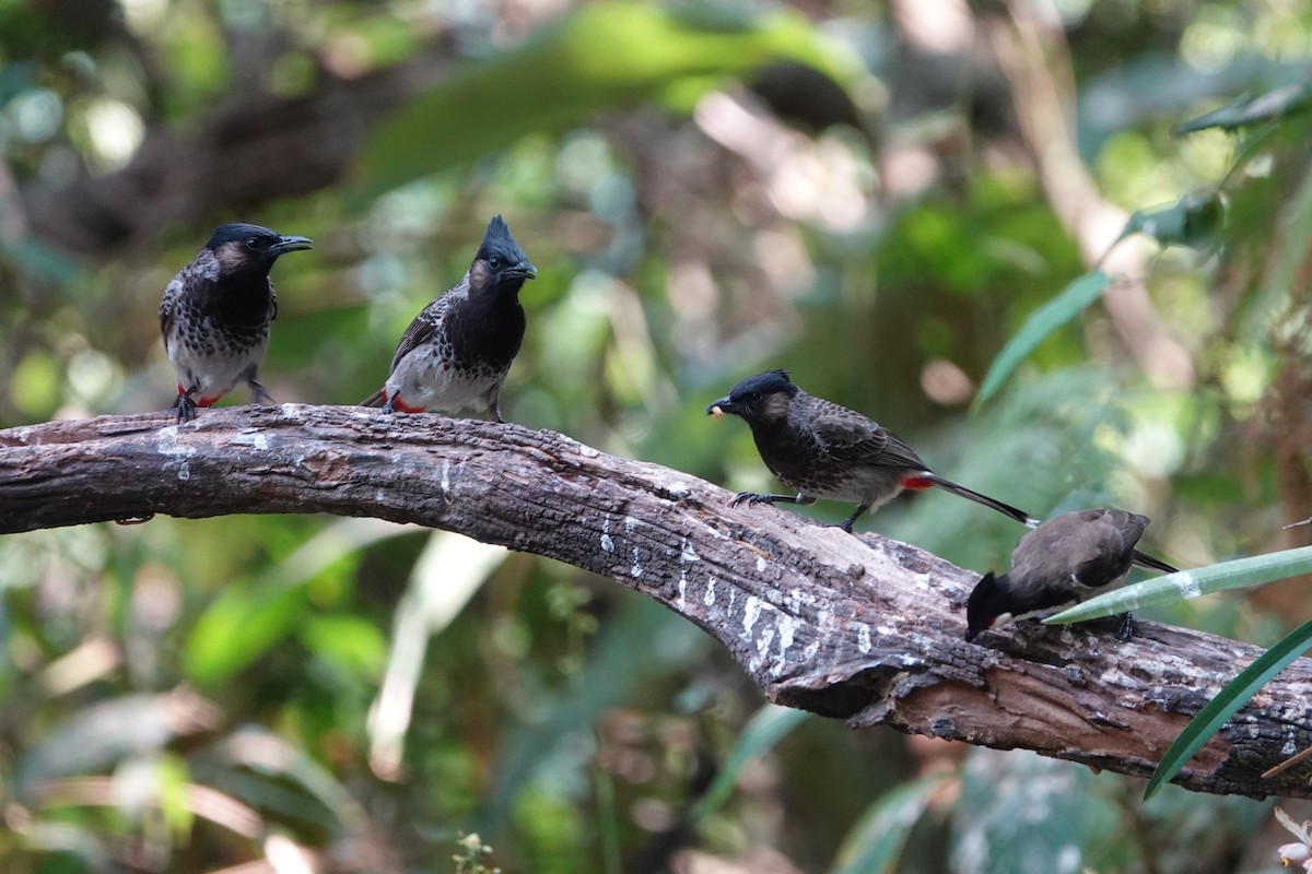 rødgumpbylbyl - ML645531234