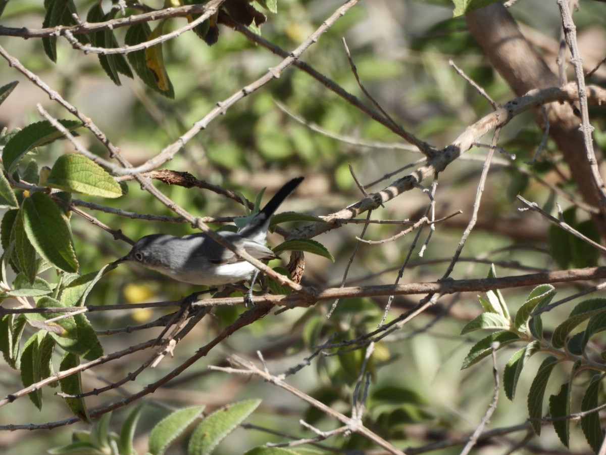 nordmyggsmett - ML645531235