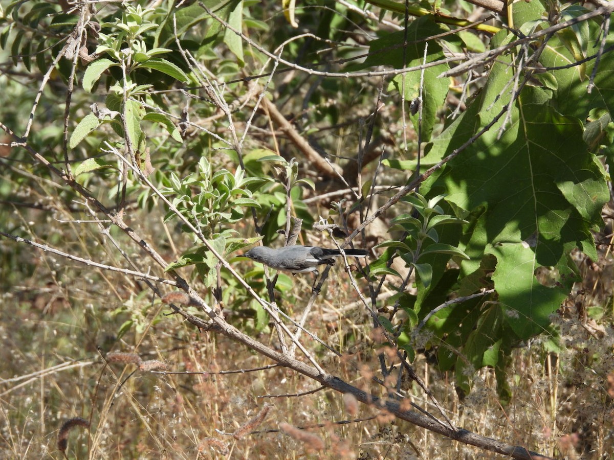 nordmyggsmett - ML645531236