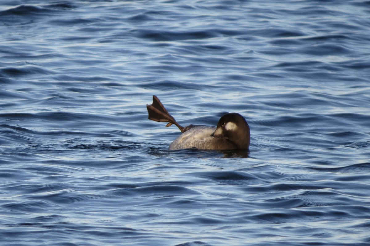 amerikasjøorre - ML645531237