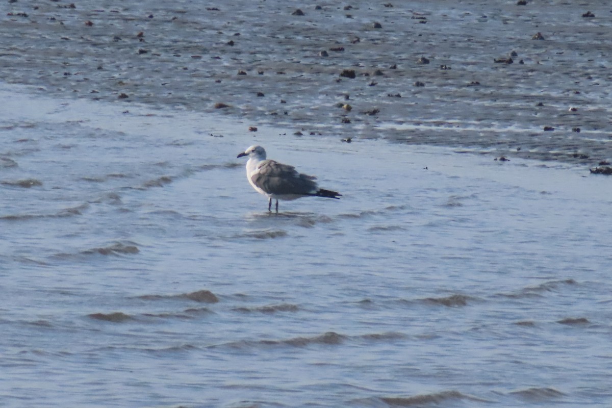 lattermåke - ML645531238