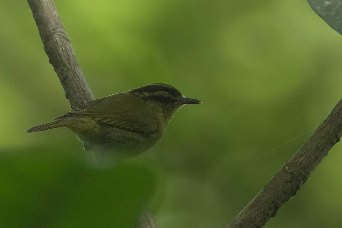 bergsanger - ML645531239