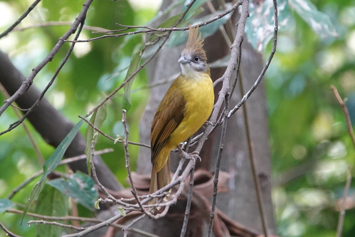 hvitstrupebylbyl - ML645531240