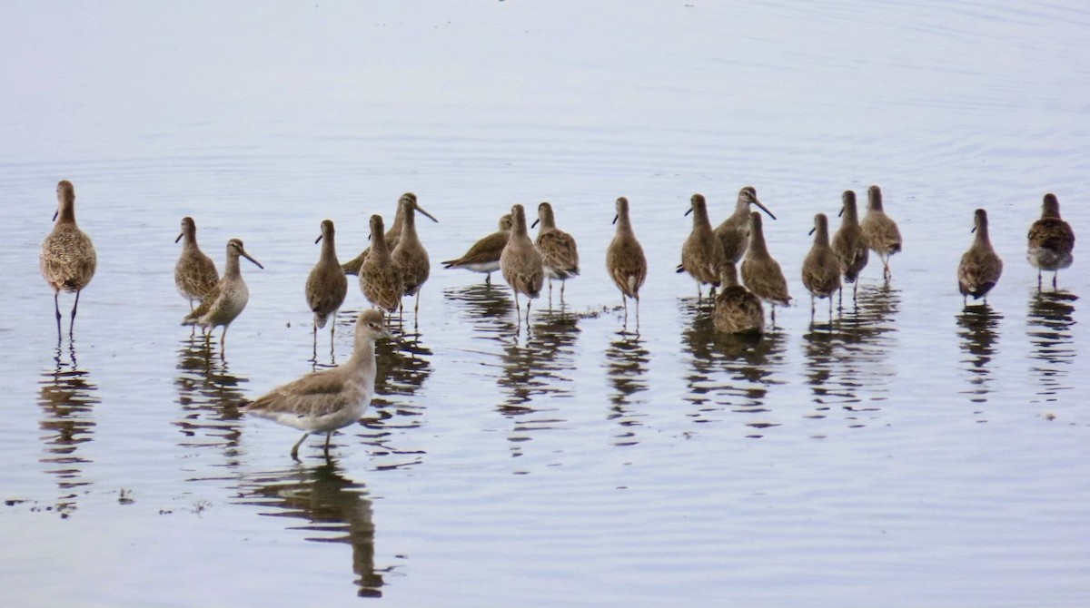 kortnebbekkasinsnipe - ML645531241