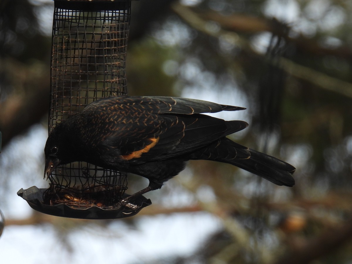 Red-winged Blackbird - ML645531247