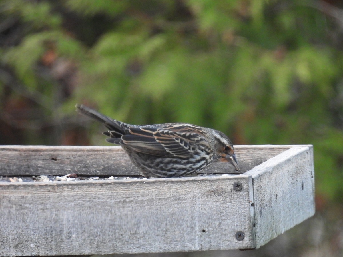 Red-winged Blackbird - ML645531248