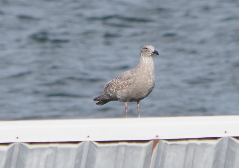 Western x Glaucous-winged Gull (hybrid) - ML645531249