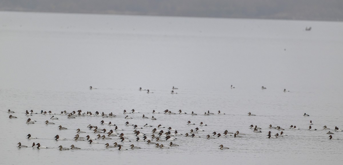 Canvasback - ML645531262