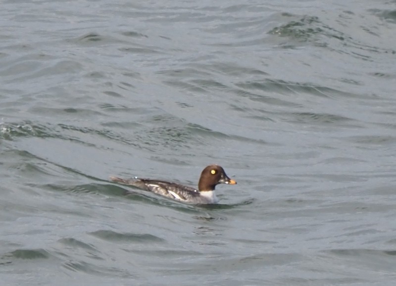Common Goldeneye - ML645531263
