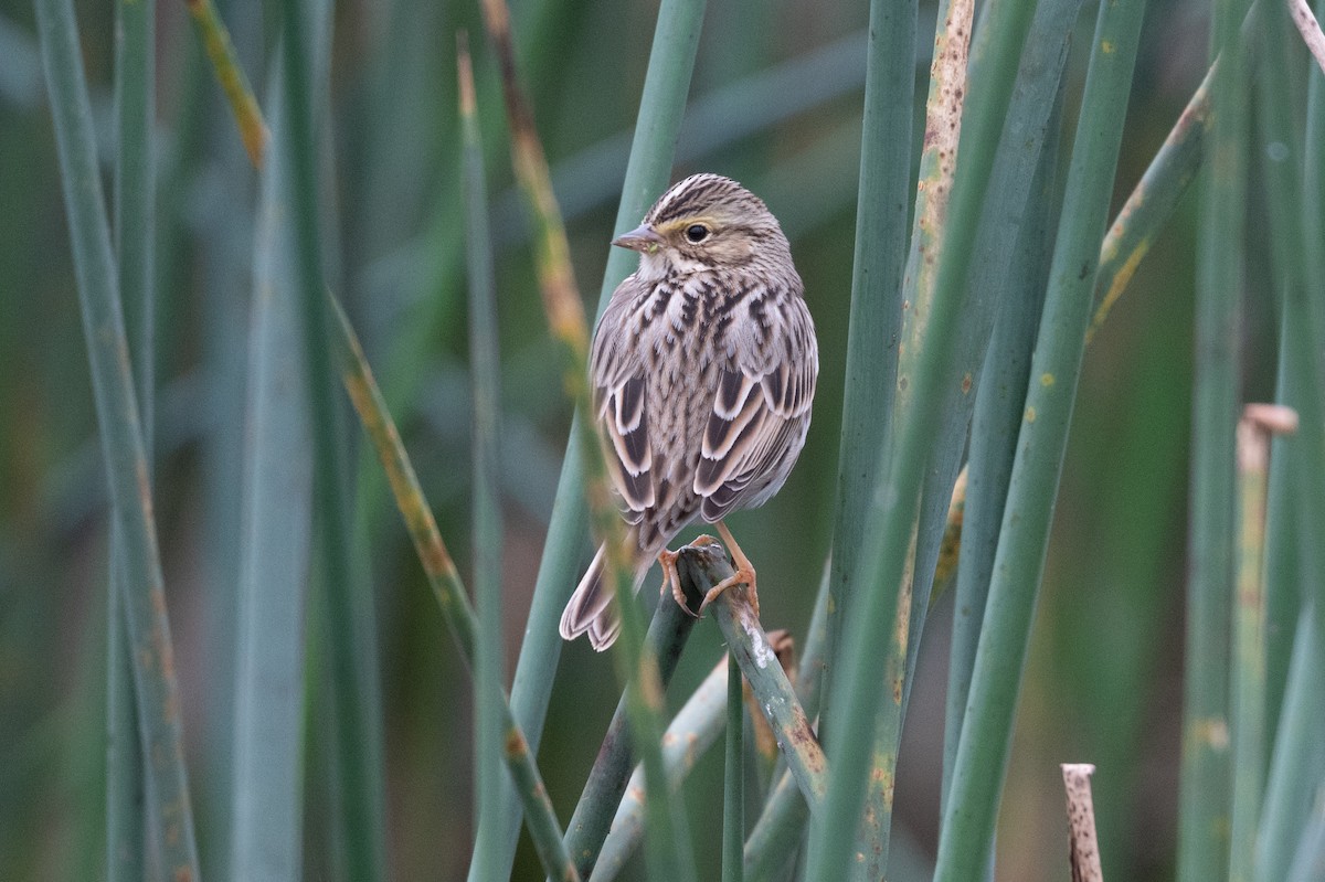 Savannah Sparrow - ML645531268