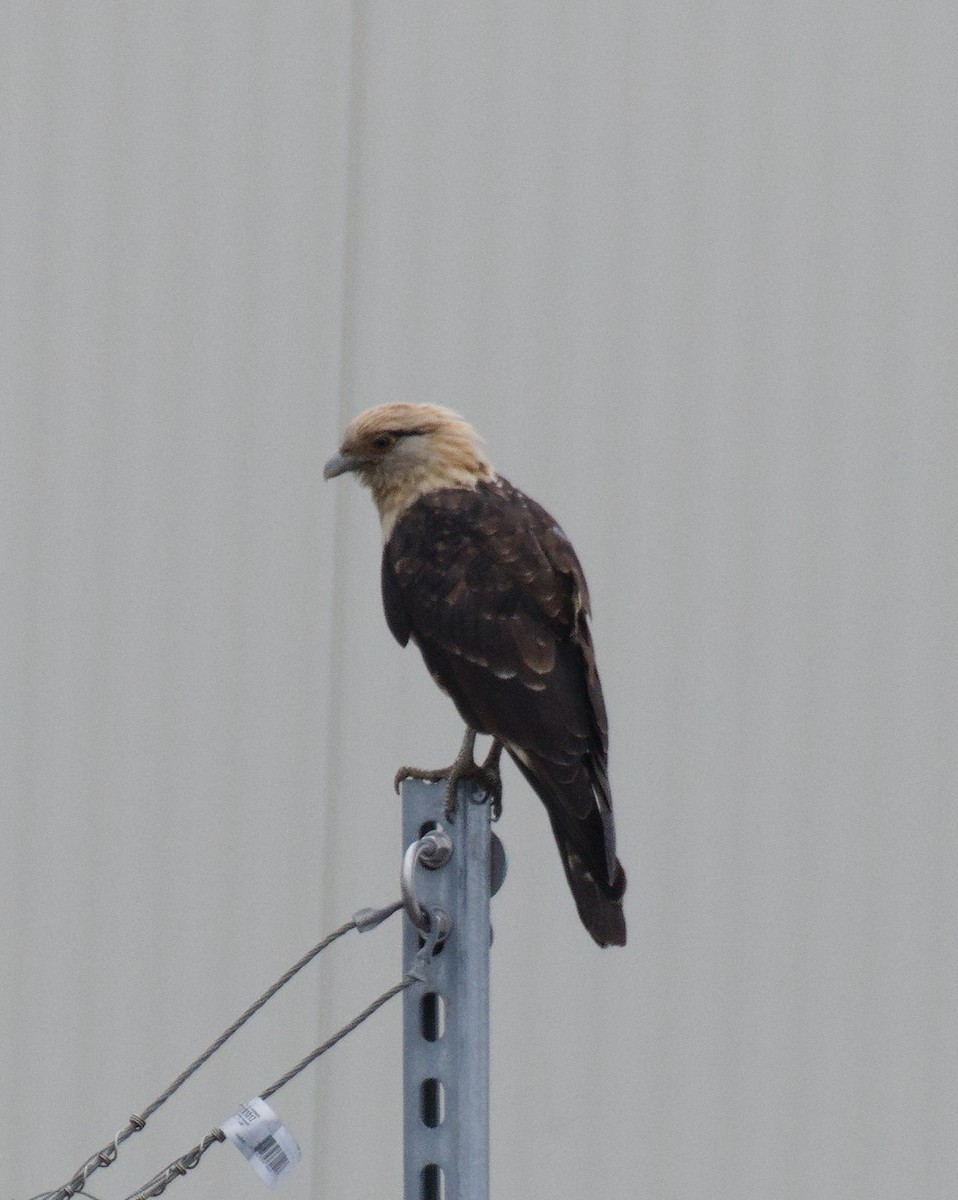 Yellow-headed Caracara - ML645531276
