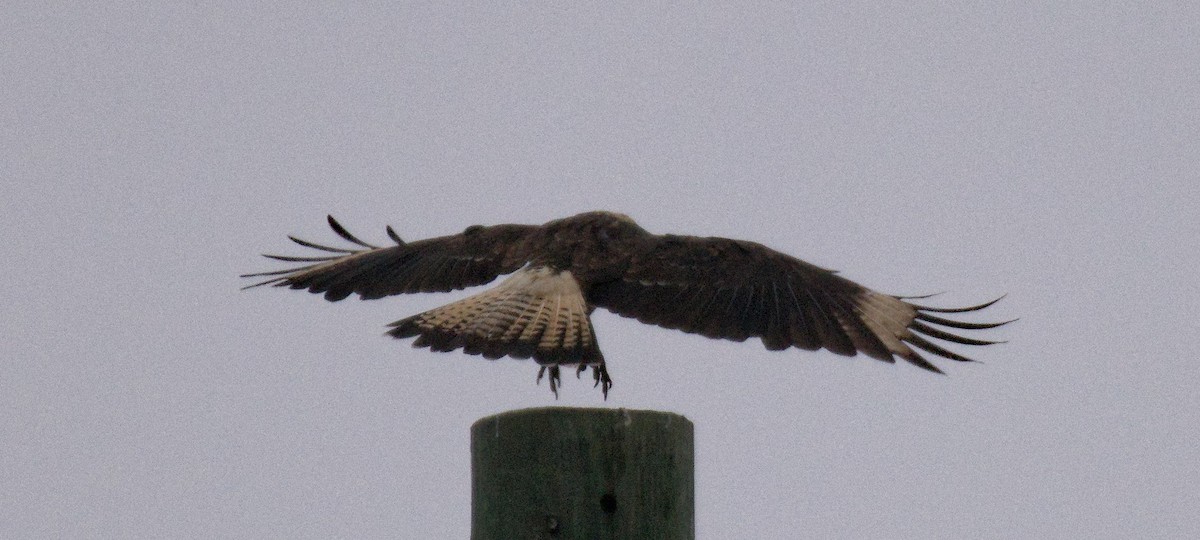 Yellow-headed Caracara - ML645531277