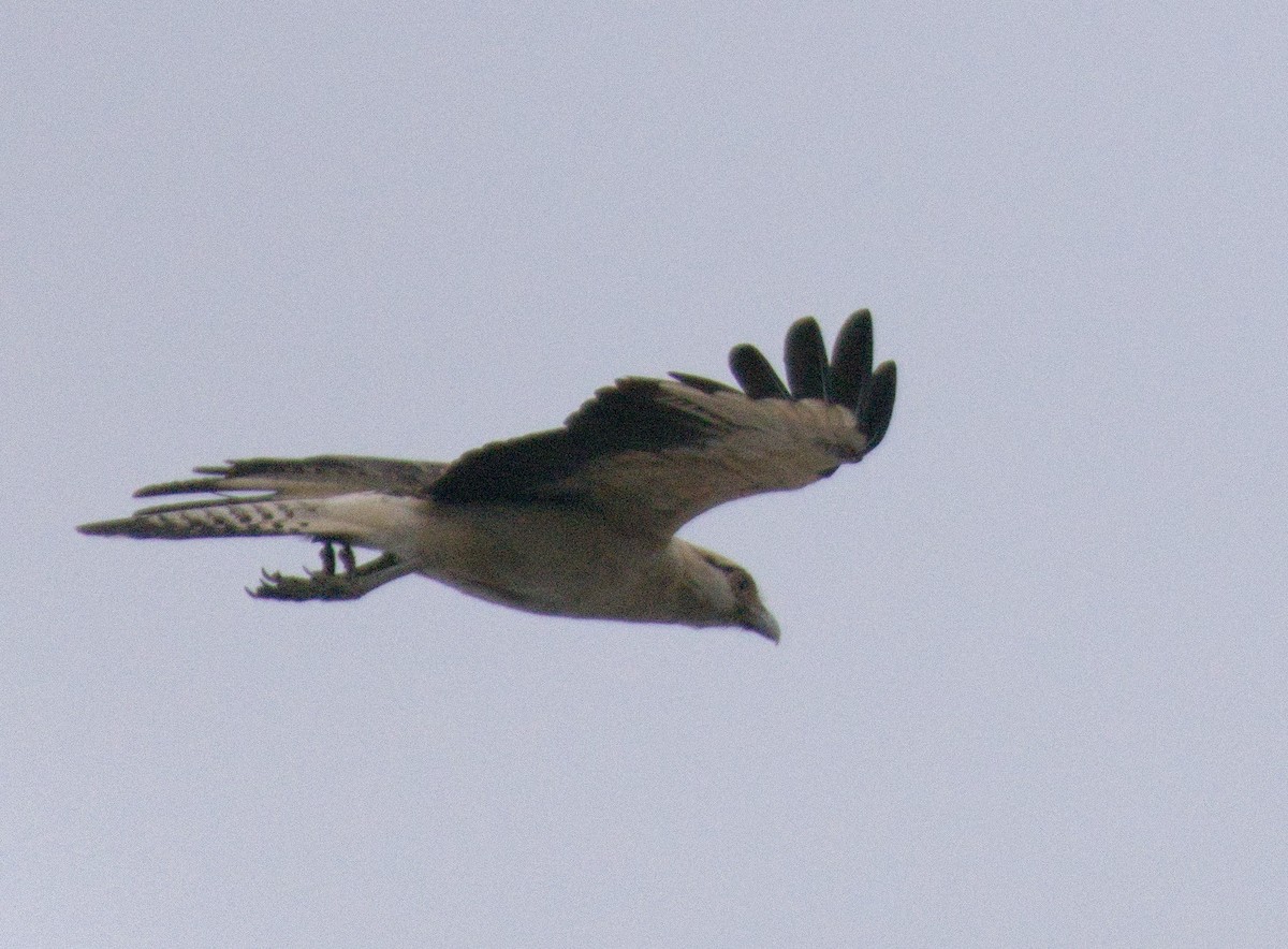 Yellow-headed Caracara - ML645531278