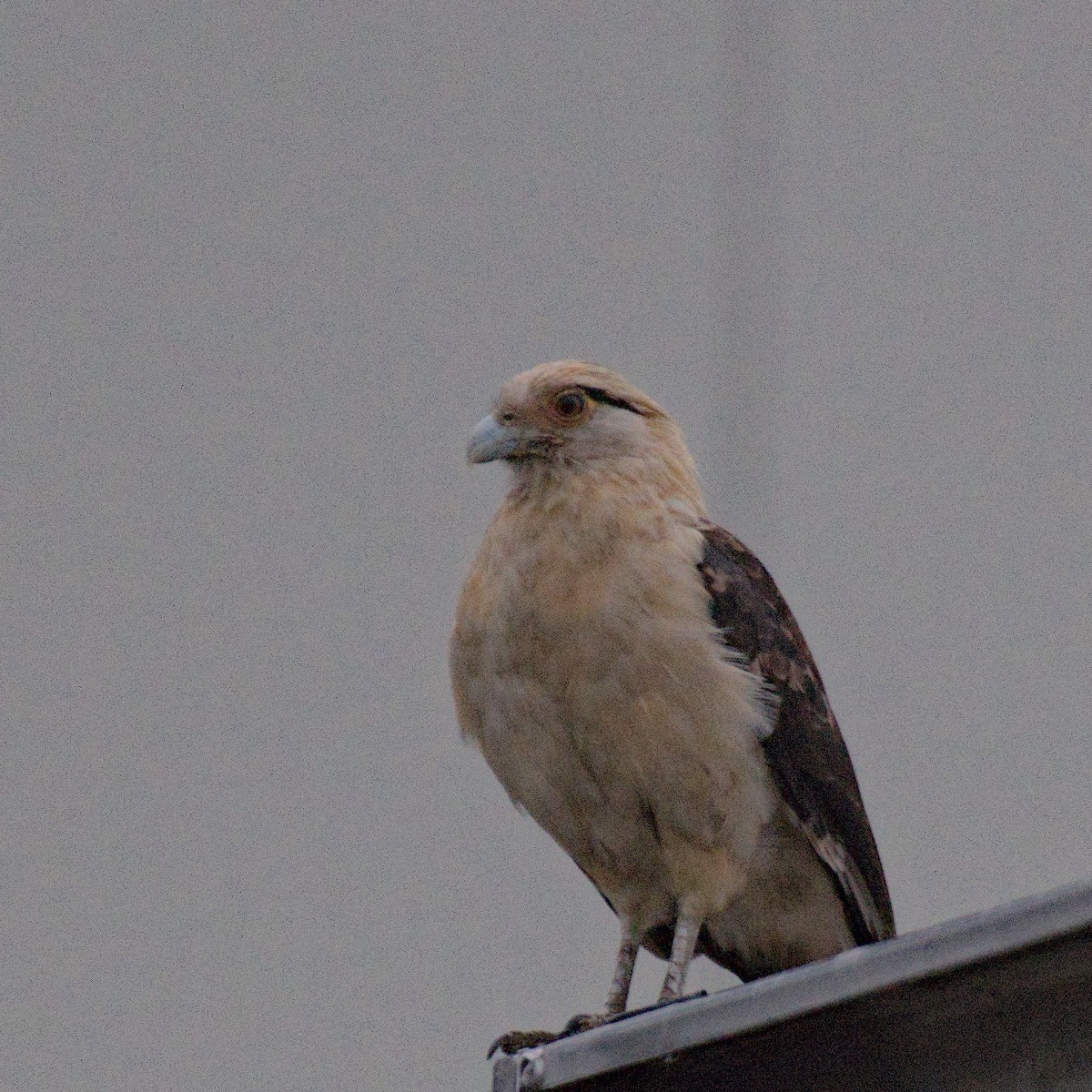 Yellow-headed Caracara - ML645531280