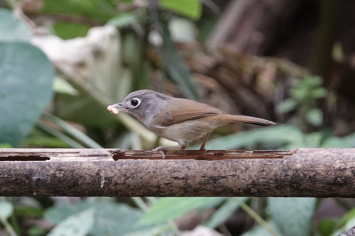 Nepal Fulvetta - ML645531292