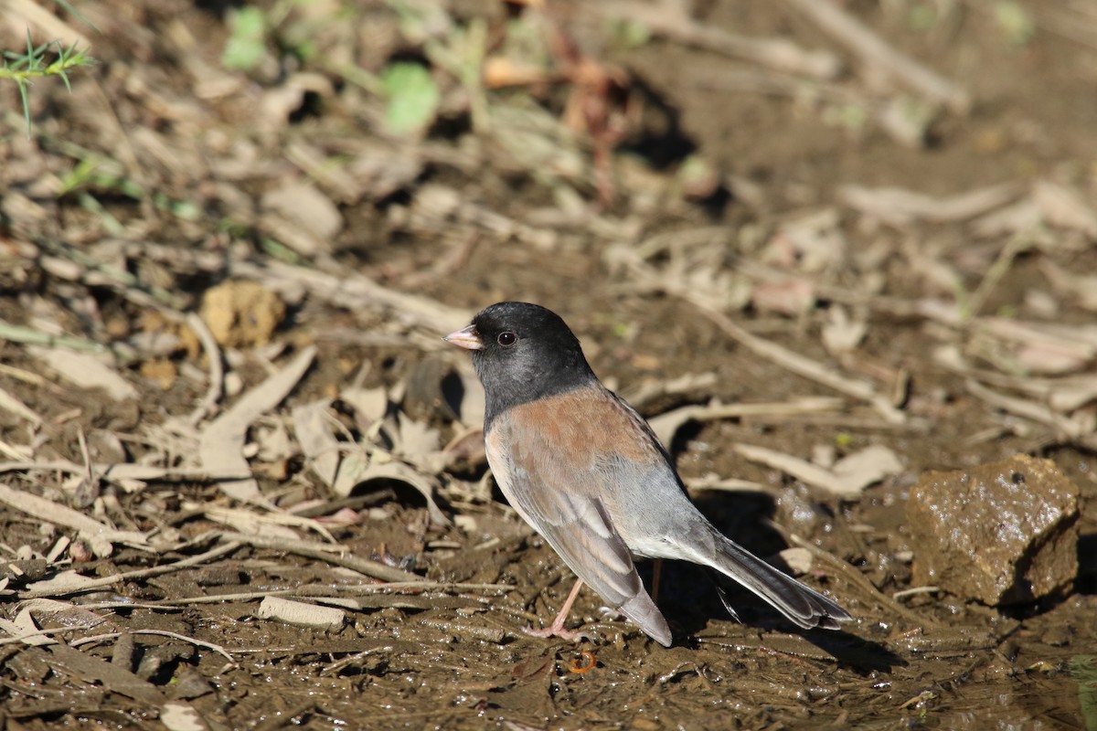 Dark-eyed Junco - ML645531293