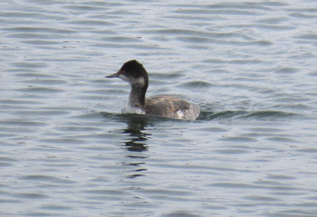 Eared Grebe - ML645531297