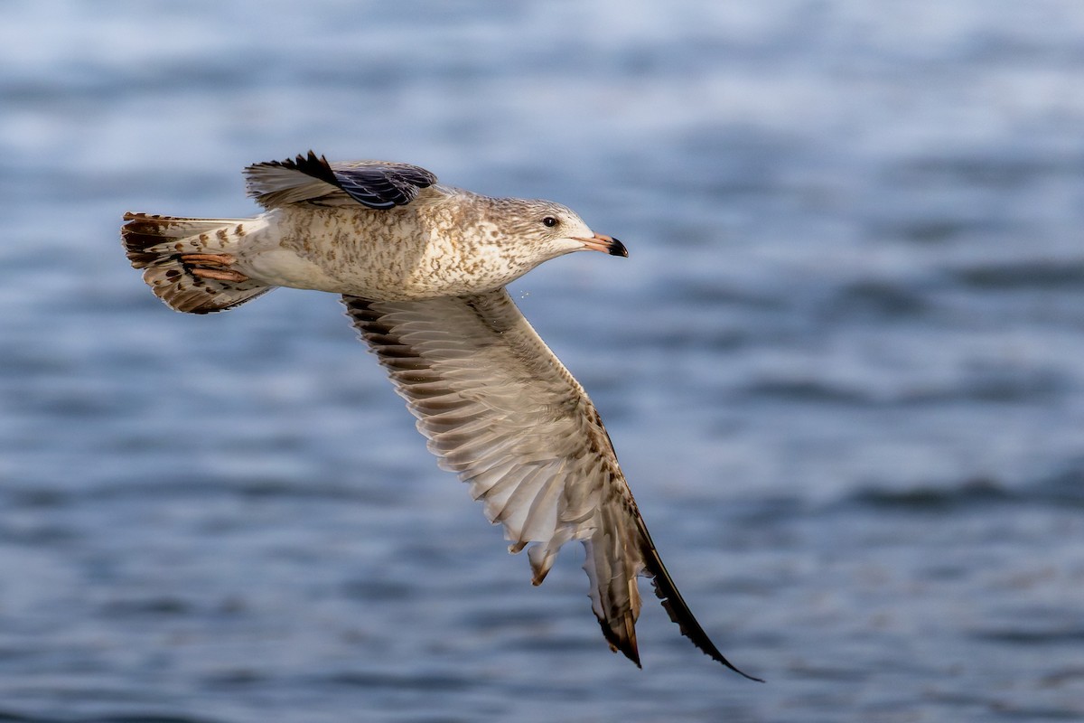 Ring-billed Gull - ML645531298
