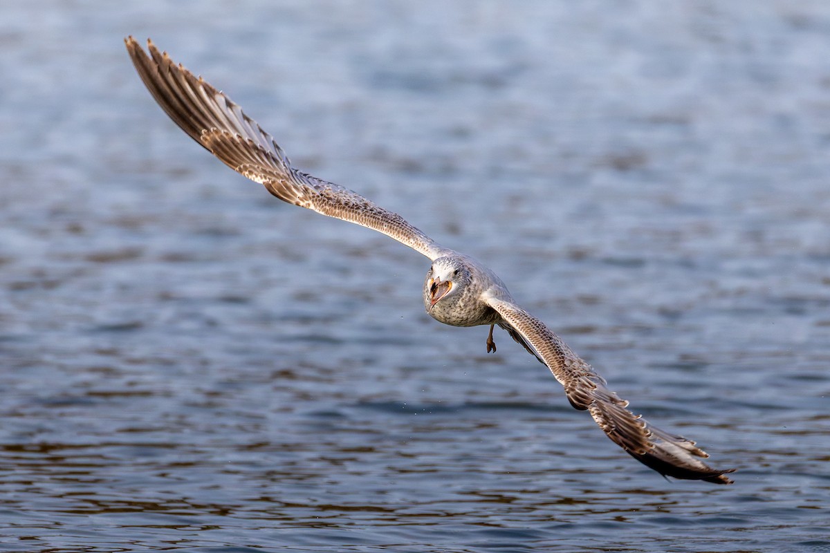 Ring-billed Gull - ML645531299