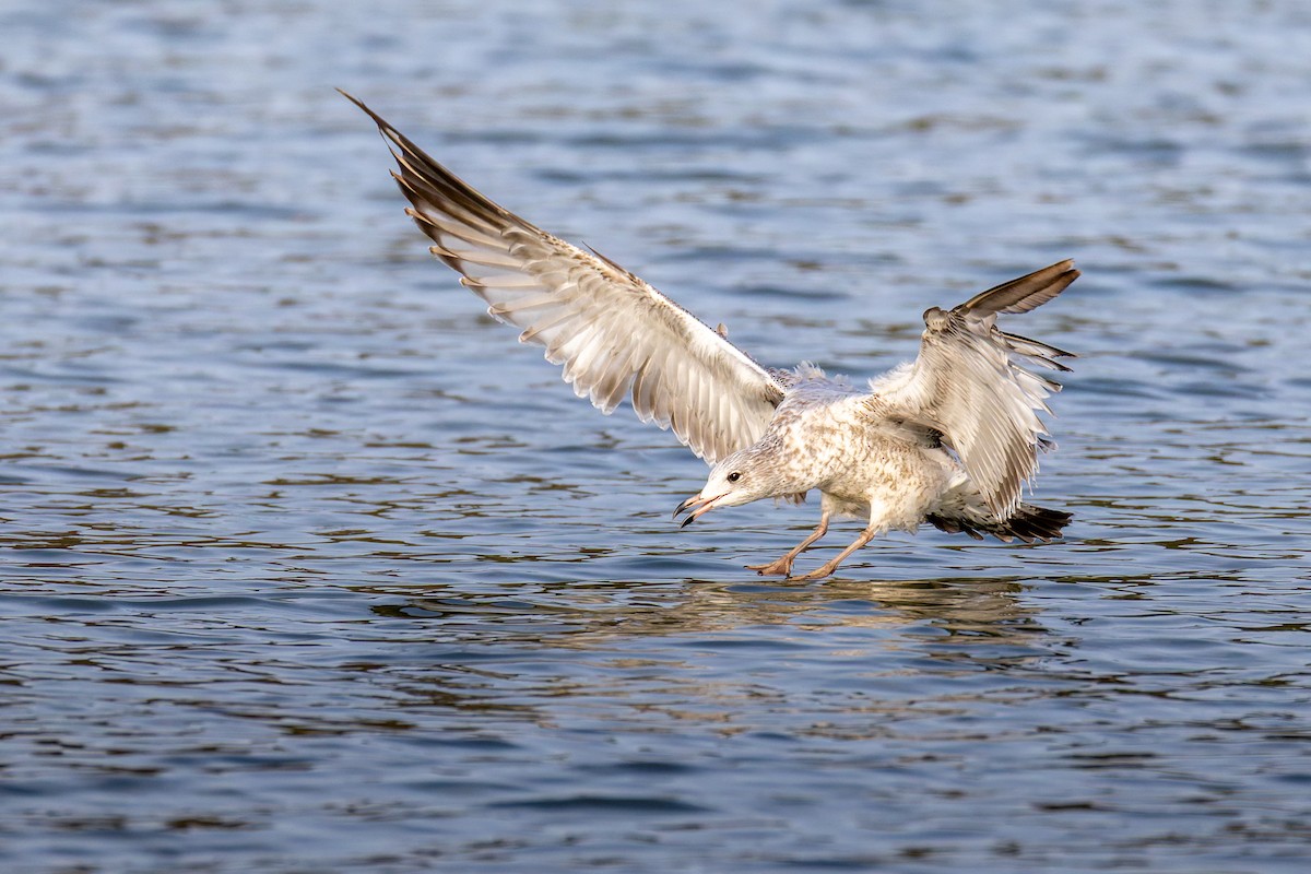 Ring-billed Gull - ML645531300