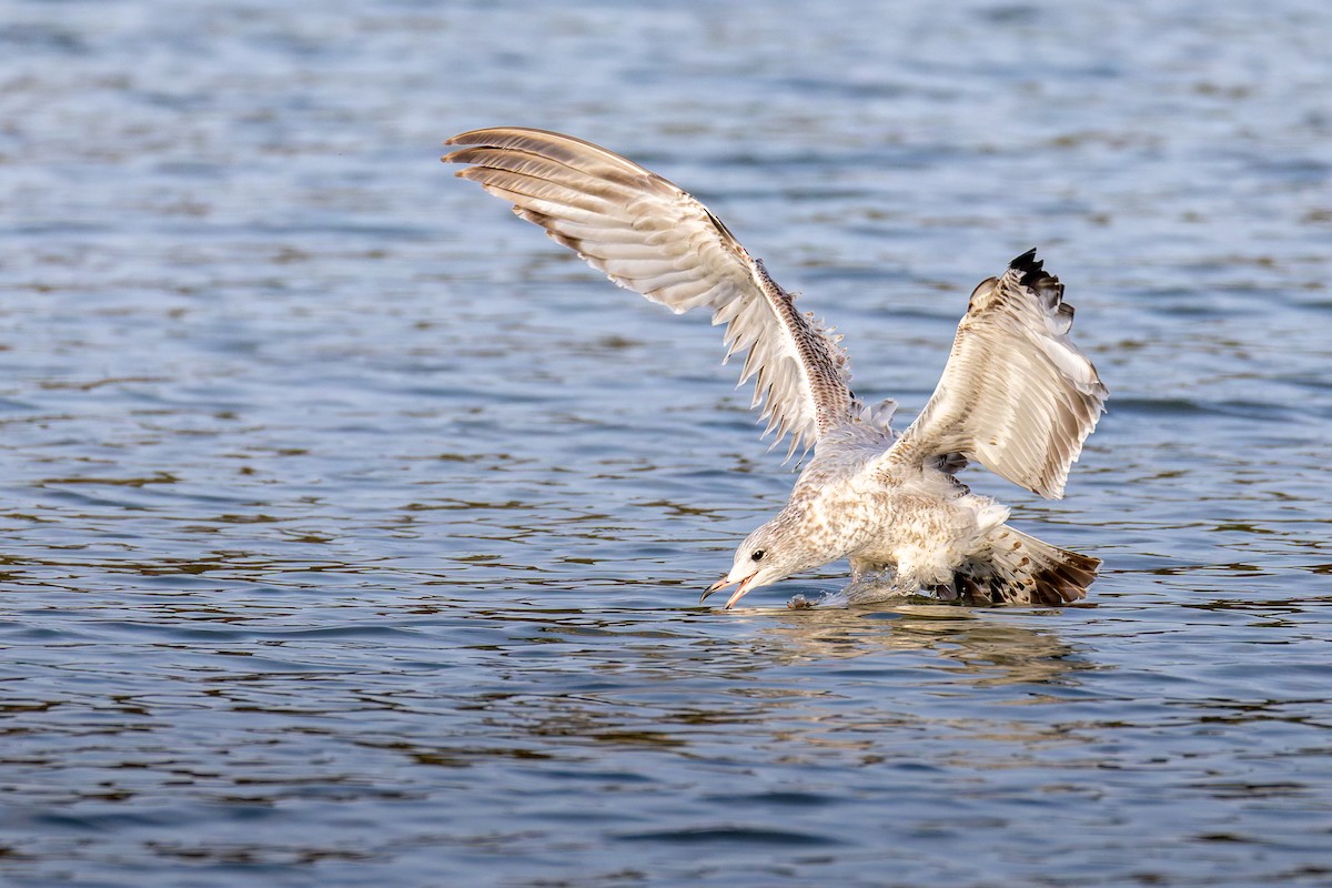 Ring-billed Gull - ML645531301