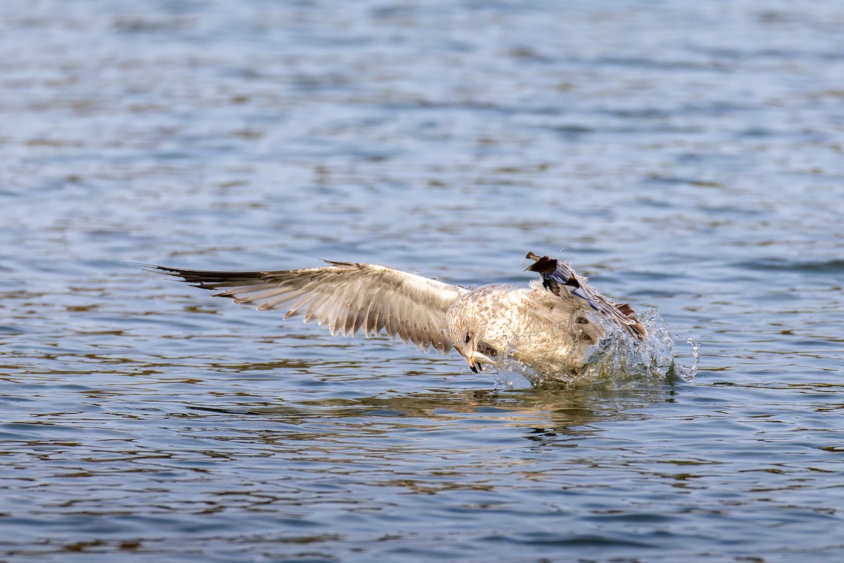 Ring-billed Gull - ML645531302