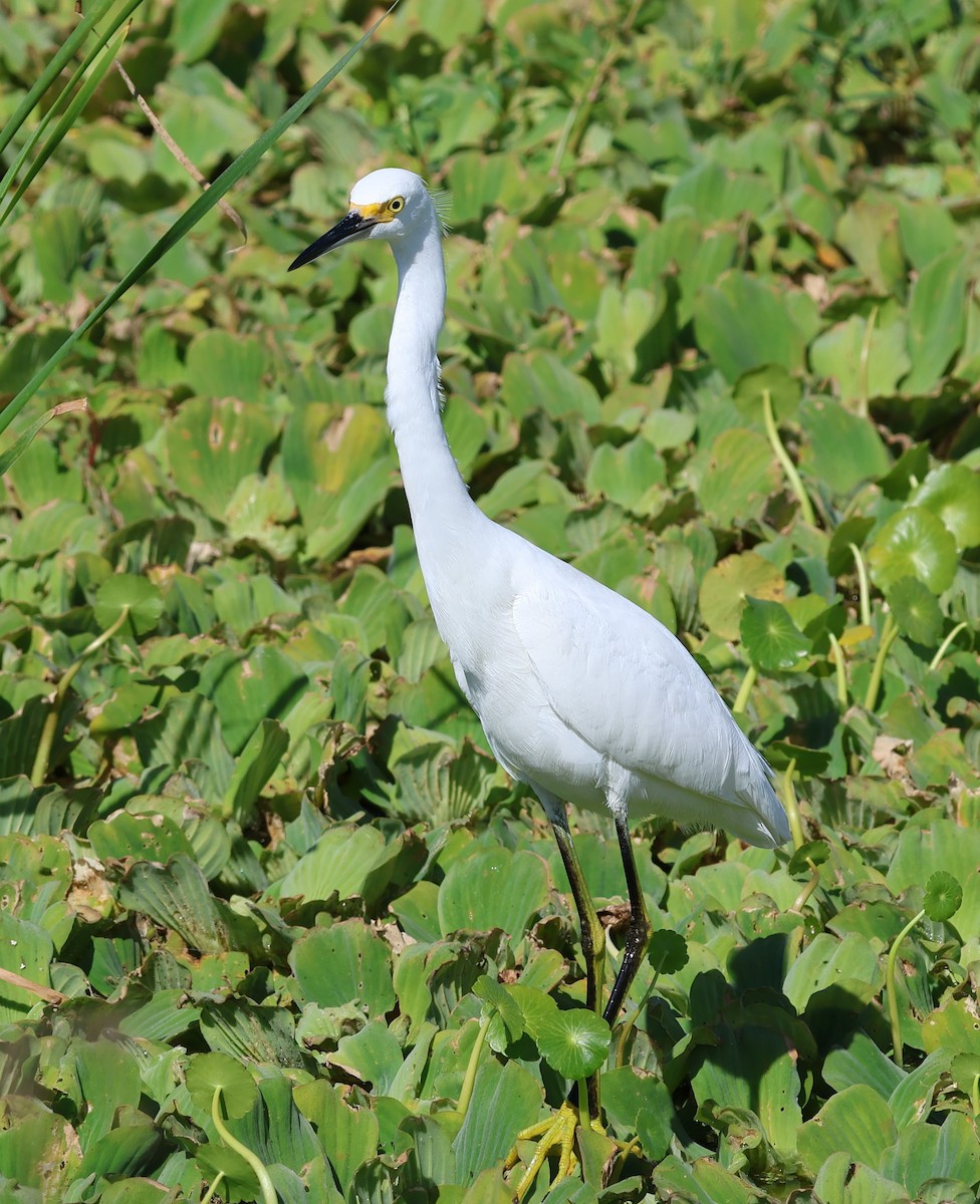 Snowy Egret - ML645531303