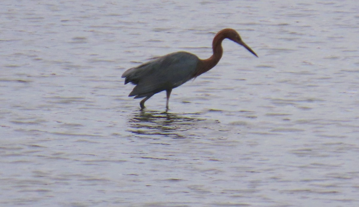 Reddish Egret - ML645531304