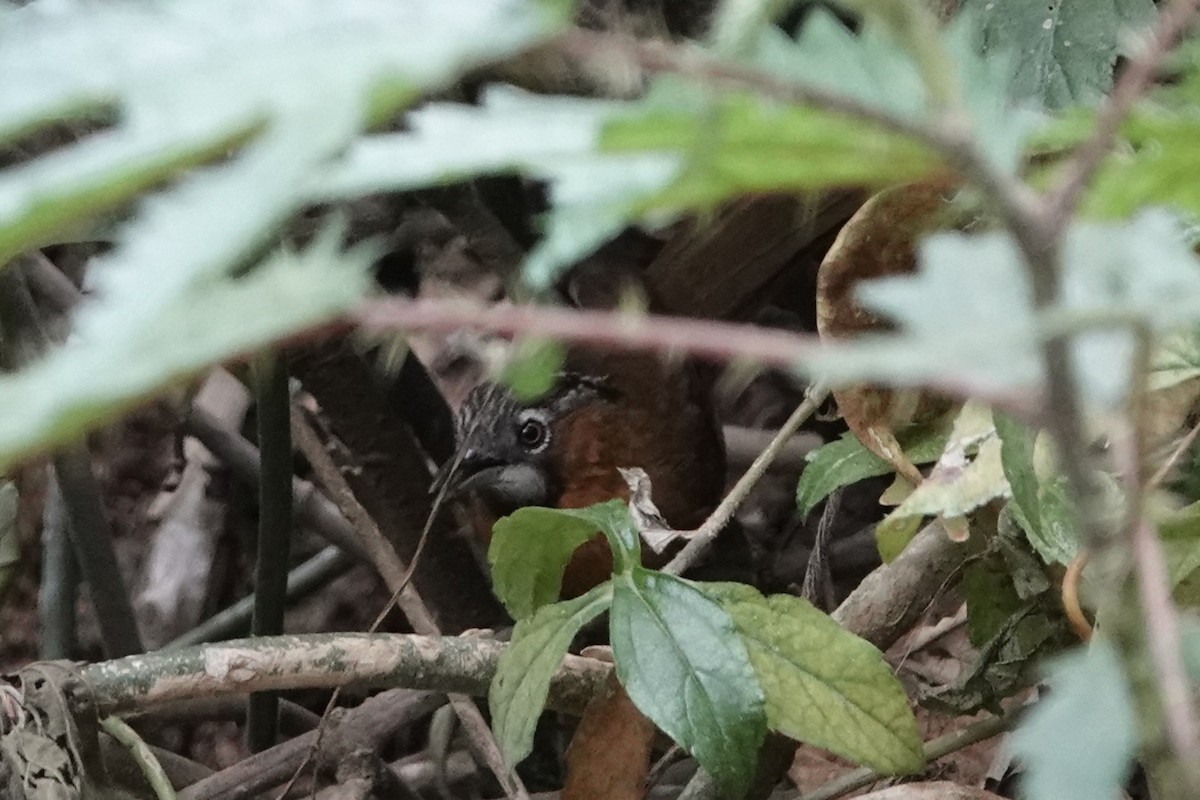Gray-throated Babbler - ML645531305