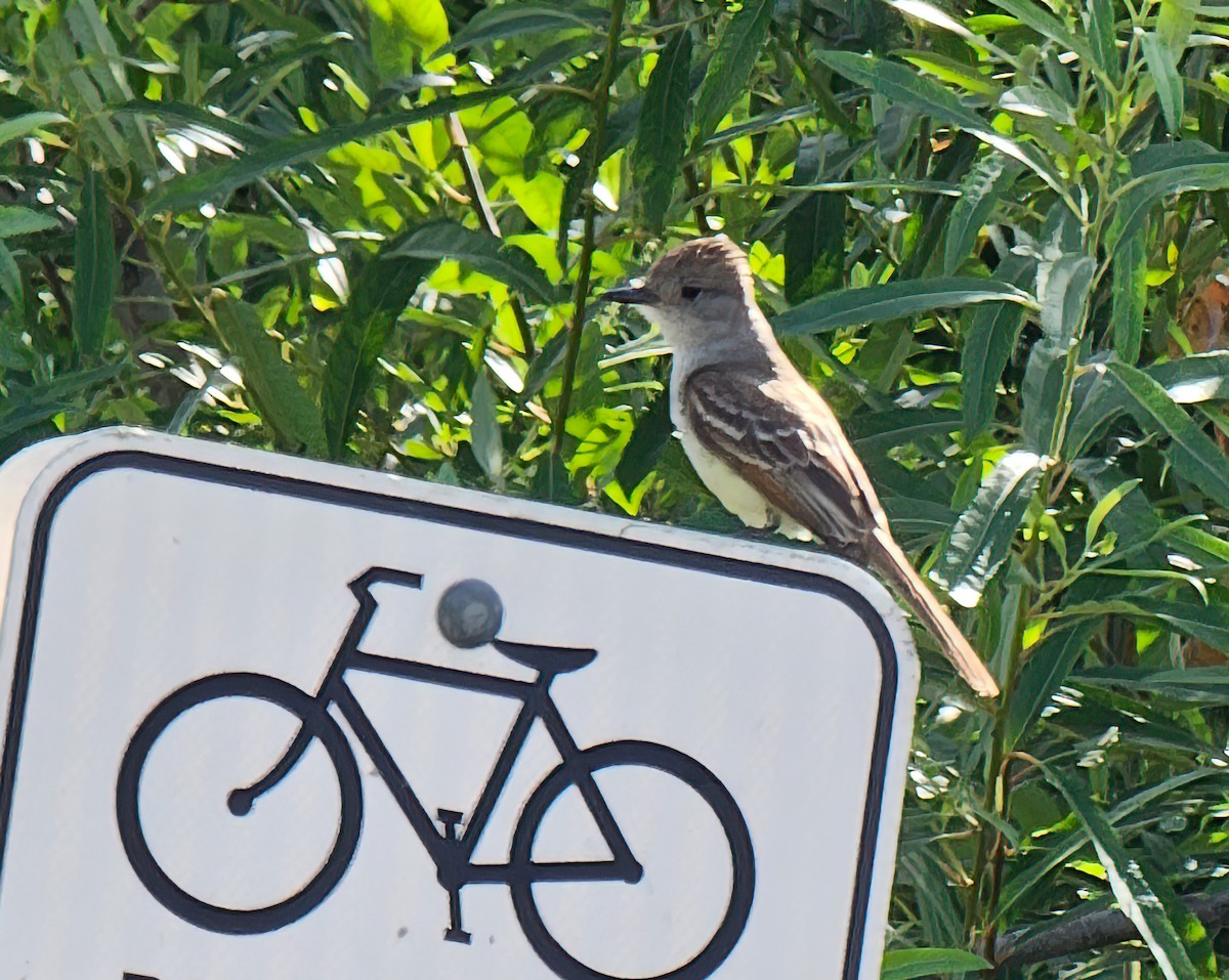Ash-throated Flycatcher - ML645531306
