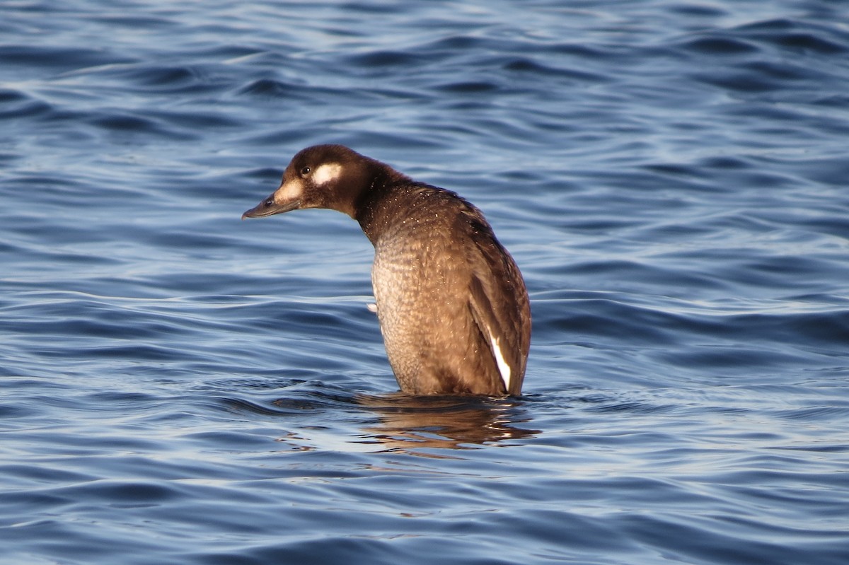 White-winged Scoter - ML645531307
