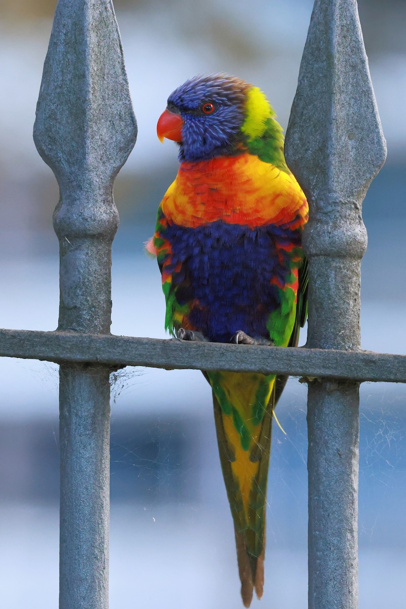 Rainbow Lorikeet - ML645531312