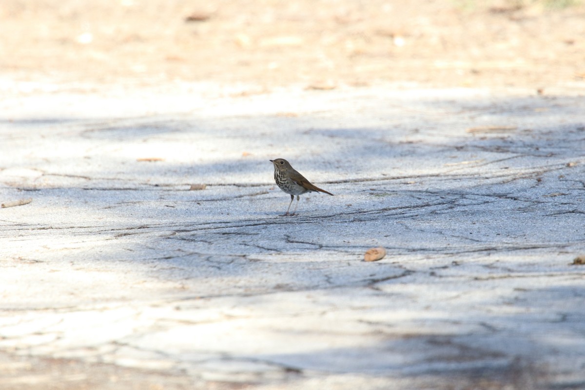 Hermit Thrush - ML645531313