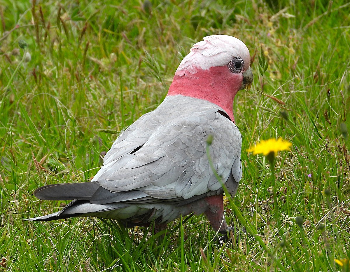 Galah - ML645531314