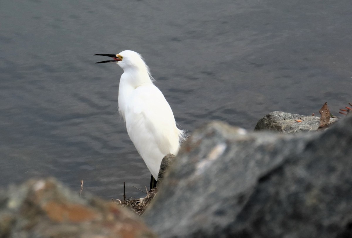 Snowy Egret - ML645531315