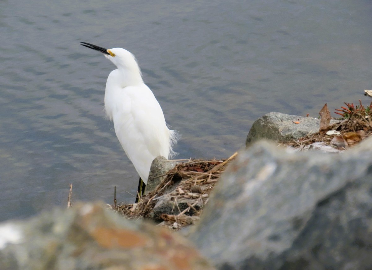 Snowy Egret - ML645531316