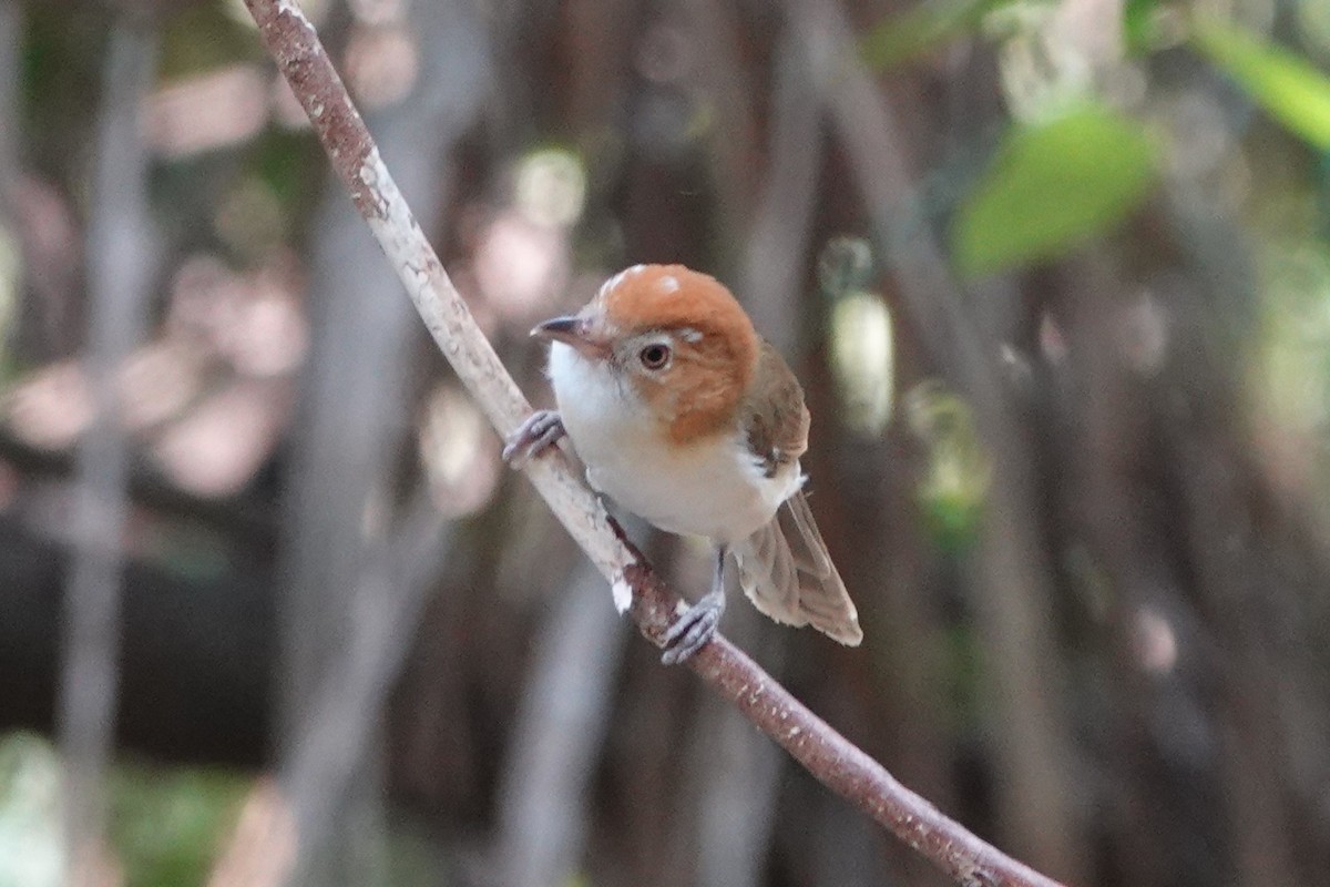Puff-throated Babbler - ML645531317
